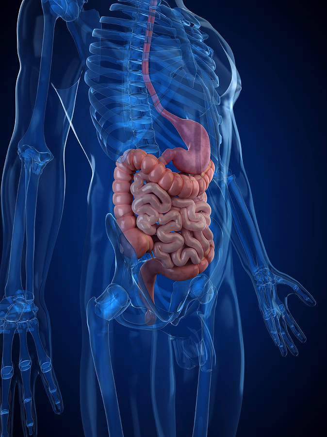 Digestive System